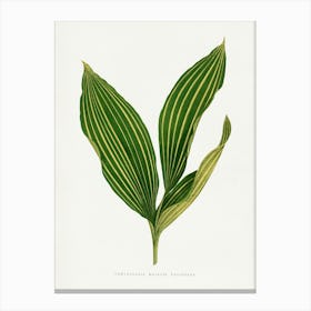 Vintage Botanical Art Print _2643239 Canvas Print