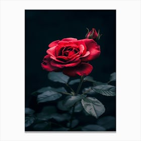 Dark Rose 28 Canvas Print