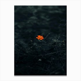 Single Flower In The Dark 45 Canvas Print