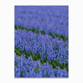Field of Blue Hyacinths Canvas Print