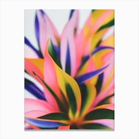Clivia Colourful Illustration Plant Canvas Print