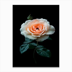 Peach Rose On Black Background 2 Canvas Print