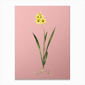 Vintage Ixia Fusco Citrina Botanical on Soft Pink Canvas Print