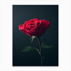 Single Red Rose On Black Background 36 Canvas Print