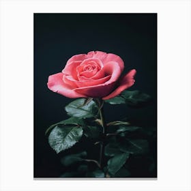 Pink Rose On Black Background 6 Canvas Print