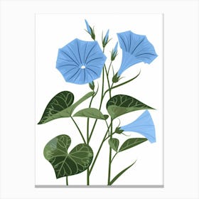 Morning Glory 2 Canvas Print