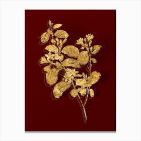 Vintage Snowdrop Bush Botanical in Gold on Red n.0504 Canvas Print