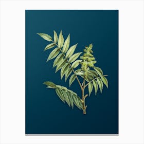 Vintage Staghorn Sumac Botanical Art on Teal Blue n.0260 Canvas Print