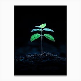 Small Green Plant On Dark Background 4 Canvas Print