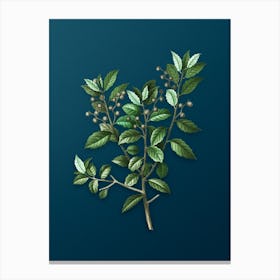 Vintage Evergreen Oak Botanical Art on Teal Blue n.0813 Canvas Print