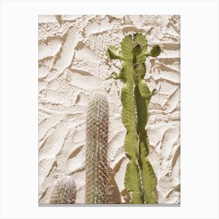 Cactus Plants Canvas Print
