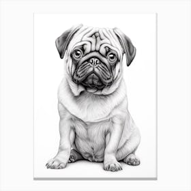 Pug Dog, Line Drawing 3 Canvas Print