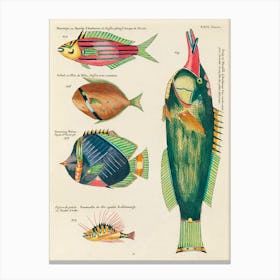 Colourful And Surreal Illustrations Of Fishes Found In Moluccas (Indonesia) And The East Indies, Louis Renard(28) Canvas Print
