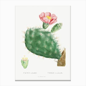 Cactus Cochenillifer, Pierre Joseph Redoute Canvas Print