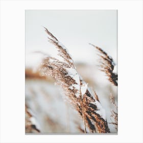 Snowy Wheat Field Canvas Print