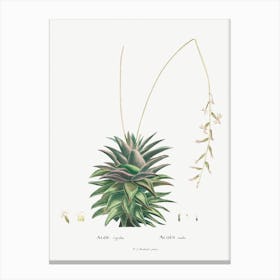 Aloe Rigida, Pierre Joseph Redoute Canvas Print