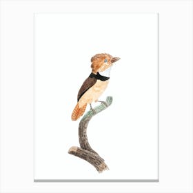 Vintage Black Necked Stilt Bird Illustration on Pure White Canvas Print