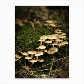 White Mushrooms // Nature Photography Canvas Print