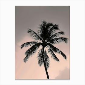 Silhouette Of Palm Tree Canvas Print