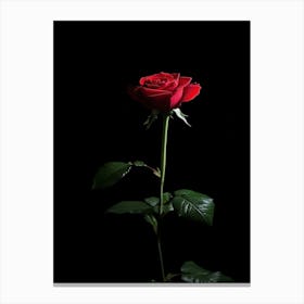 Single Red Rose On Black Background 27 Canvas Print