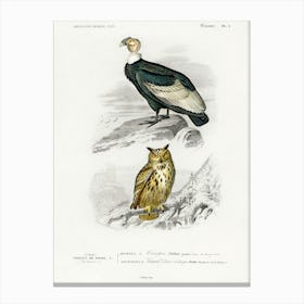 Different Types Of Birds, Charles Dessalines D'Orbigny 15 Canvas Print