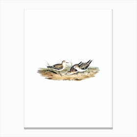 Vintage Little Sandpiper Bird Illustration on Pure White n.0431 Canvas Print