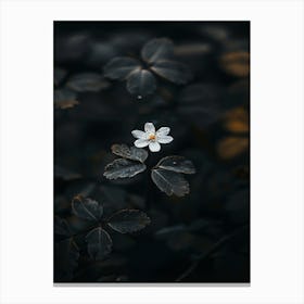 Single Flower In The Dark 26 Canvas Print