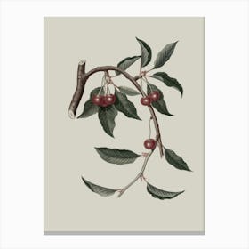 Cherry Branch 4 Canvas Print