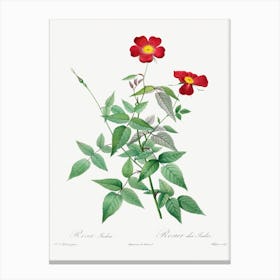 Rosa Indica, Pierre Joseph Redoute 1 Canvas Print