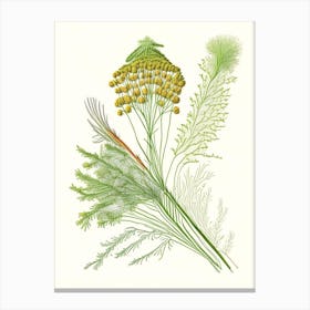 Dill Spices And Herbs Pencil Illustration 2 Canvas Print