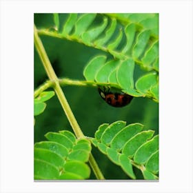 Lady bug on a leaf Canvas Print