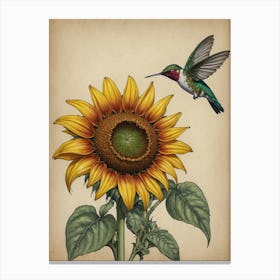 Hummingbird And Sunflower Canvas Print