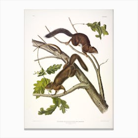 Soft Haired Squirrel, John James Audubon Canvas Print