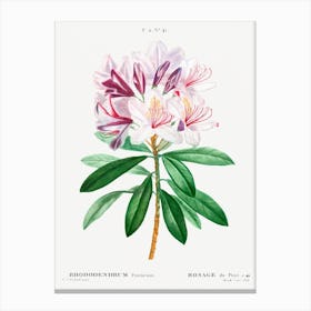 Rhododendron, Pierre Joseph Redoute Canvas Print