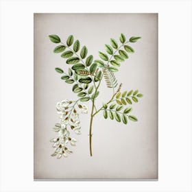 Vintage Black Locust Botanical on Parchment n.0260 Canvas Print