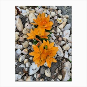 Flowers in rocks Canvas Print