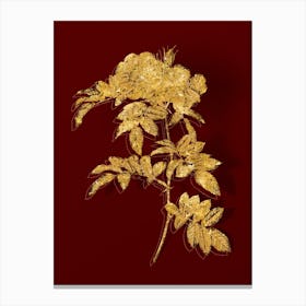 Vintage Shining Rosa Lucida Botanical in Gold on Red n.0317 Canvas Print