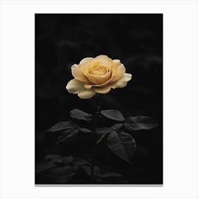 Single Yellow Rose Canvas Print