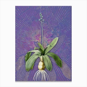 Vintage Scilla Lilio Hyacinthus Botanical Illustration on Veri Peri n.0664 Canvas Print