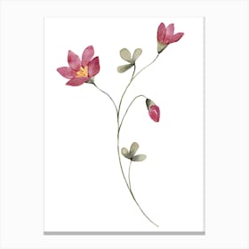 Lotus Flower 105 Canvas Print