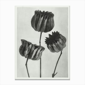 Lime Mallow(1928), Karl Blossfeldt Canvas Print