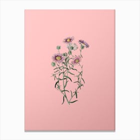 Vintage Hoary Diplopappus Flower Botanical on Soft Pink n.0893 Canvas Print