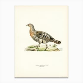 Western Capercaillie, The Von Wright Brothers Canvas Print