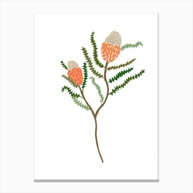 Banksia Flowers Canvas Print