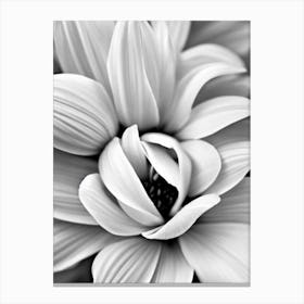 Alstromeria B&W Pencil 1 Flower Canvas Print