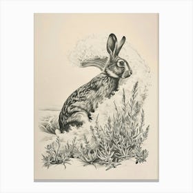 Polish Rex Rabbit Drawing 2 Canvas Print