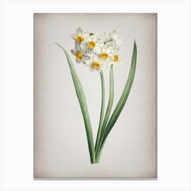 Vintage Narcissus Easter Flower Botanical on Parchment n.0850 Canvas Print