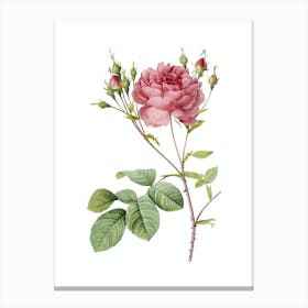 Vintage Pink Cumberland Rose Botanical Illustration on Pure White n.0138 Canvas Print