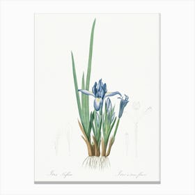 Milky Iris Illustration From Les Liliacées (1805), Pierre Joseph Redoute Canvas Print