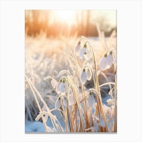 Frosty Botanical Snowdrop 1 Canvas Print